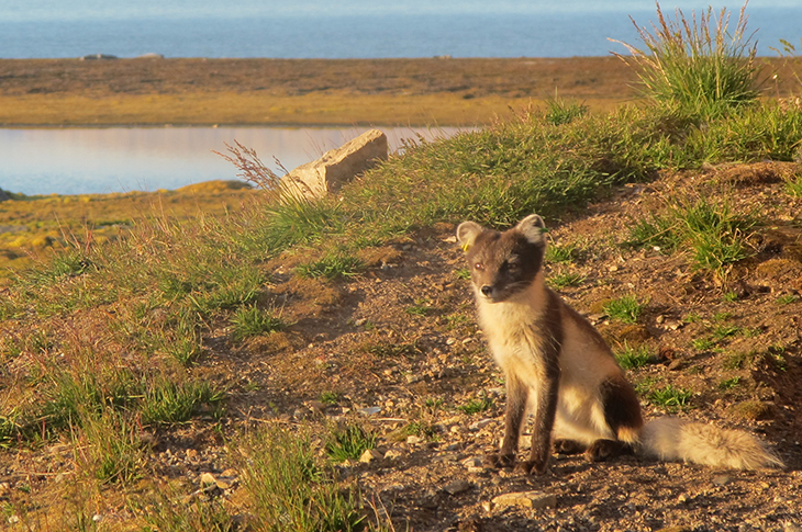 Arctic fox in Ny-Ålesund. Photo: Elin M. Lien/Governor of Svalbard.