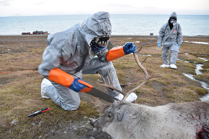 Ingvild Øyjordet fra Sysselmesteren på Svalbard fjerner gevir på reinen for enklere forsendelse av hodet til Veterinærinstituttet. Foto: Mari M. Press, Veterinærinstituttet.