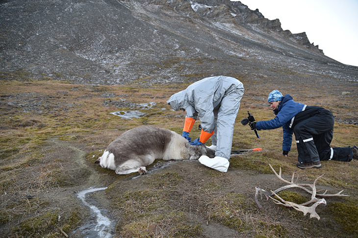 Det ble gjort filmopptak underveis av kommunikasjonsenheten fra Veterinærinstituttet. Dette skal redigeres til en informasjonsfilm og gjøres tilgjengelig for bruk av Sysselmesterens personale og andre som skal gjøre lignende uttak i felt. Foto: Jørn Våge, Veterinærinstituttet. Det ble gjort filmopptak underveis av kommunikasjonsenheten fra Veterinærinstituttet. Dette skal redigeres til en informasjonsfilm og gjøres tilgjengelig for bruk av Sysselmesterens personale og andre som skal gjøre lignende uttak i felt.