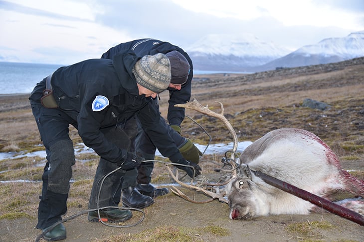 Etter felling: Forberedelser før selve feltprøven tok til. Egil Rønning fra Sysselmesteren får litt bistand fra Vilthelseforsker ved Veterinærinstituttet til å fjerne en tung jernbolt (strekkfisk) og noen meter stålvaiere som hadde satt seg fast i geviret. Foto: Marit M. Press, Veterinærinstituttet. Etter felling: Forberedelser før selve feltprøven tok til. Egil Rønning fra Sysselmesteren får litt bistand fra Vilthelseforsker ved Veterinærinstituttet til å fjerne en tung jernbolt (strekkfisk) og noen meter stålvaiere som hadde satt seg fast i geviret.
